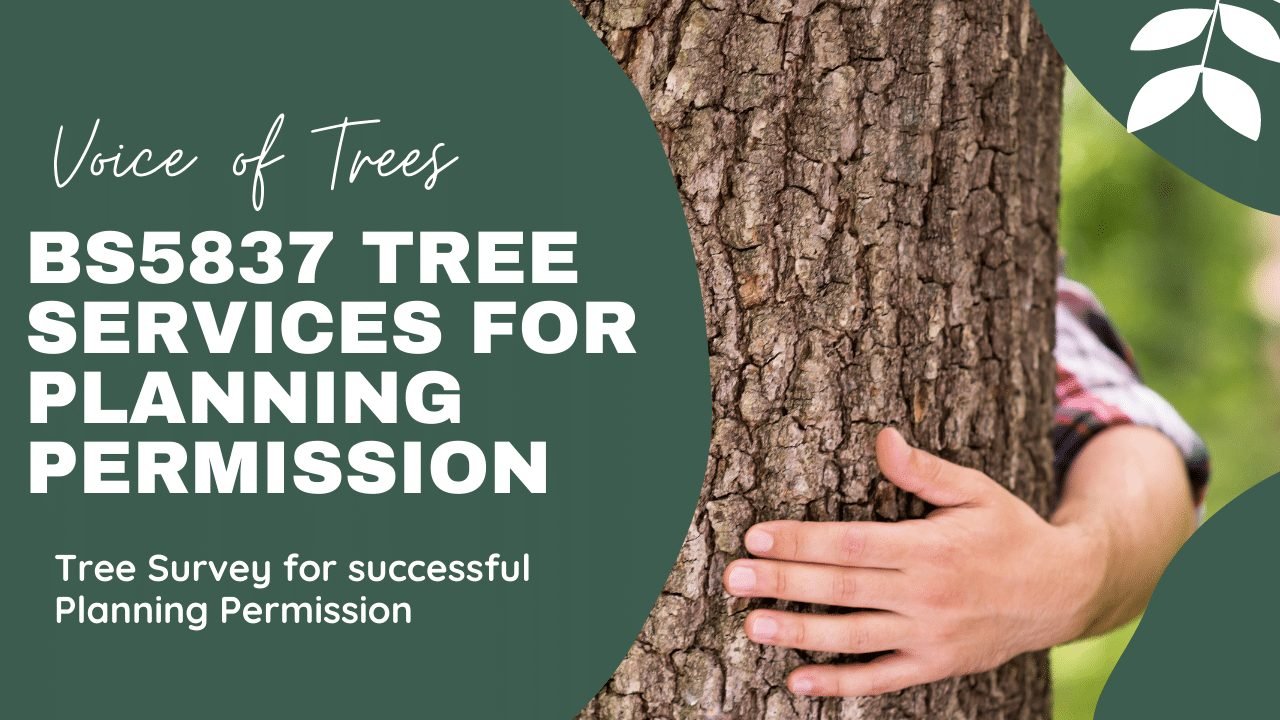 BS5837 Tree Services for Planning Permission
