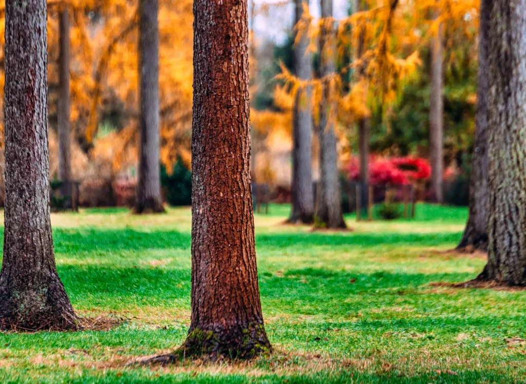 Tree in park Tree consulting