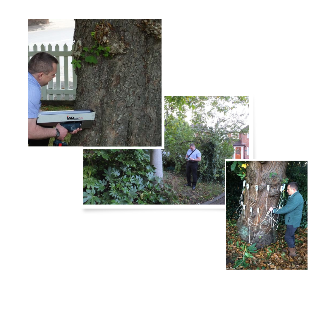 Tree Surveys In Surrey