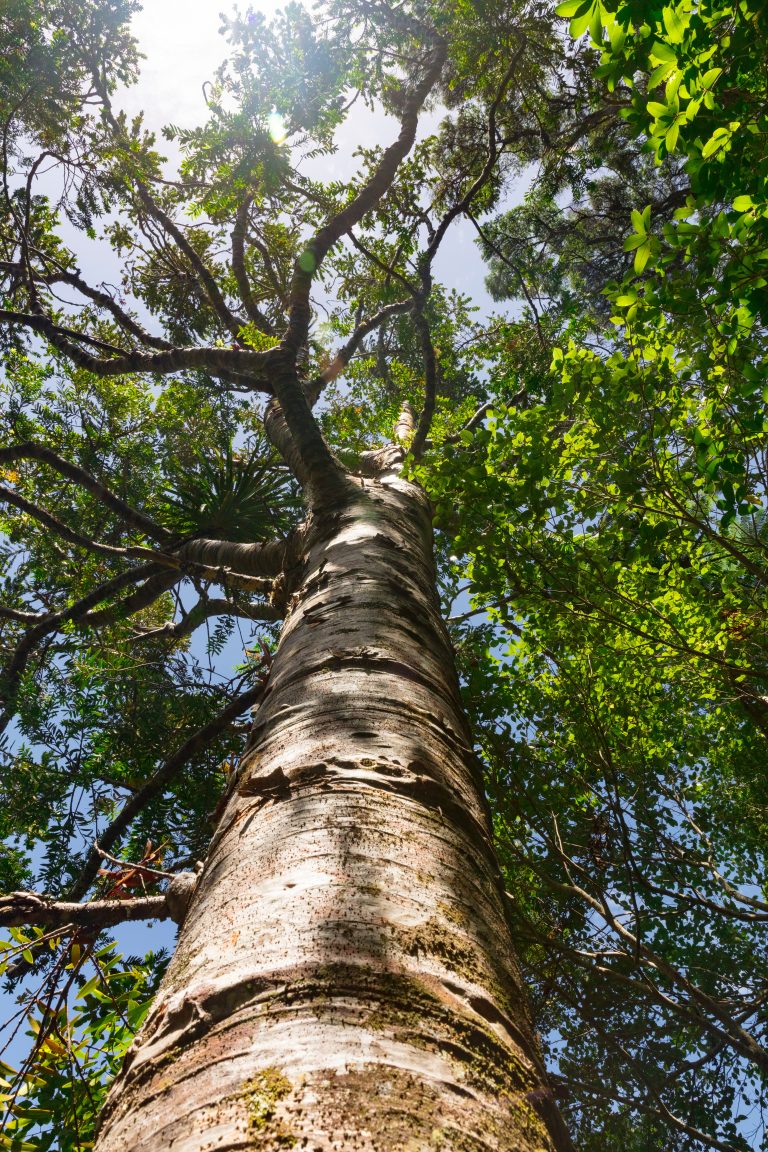 BS5837 Tree Survey